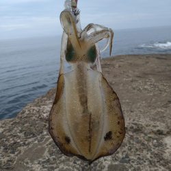 新タックルでの初釣果